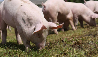 猪饲料在选择购买时需要避开的四大误区